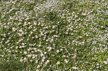 Rüzgarda güneşli bir öğleden sonra çok renkli çiçek açan yabani çiçekler
