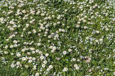 Rüzgarda güneşli bir öğleden sonra çok renkli çiçek açan yabani çiçekler