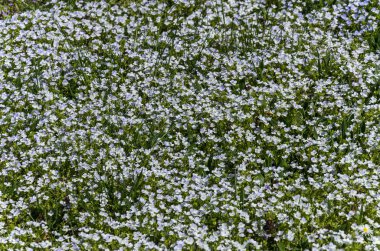 Rüzgarda güneşli bir öğleden sonra çok renkli çiçek açan yabani çiçekler