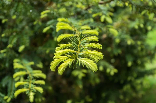 Une Branche Une Jeune Épinette Avec Des Aiguilles — Photo