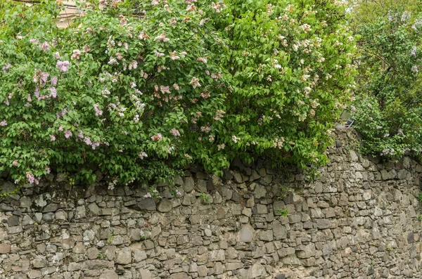 在石头古董栅栏上开花的丁香灌木 — 图库照片