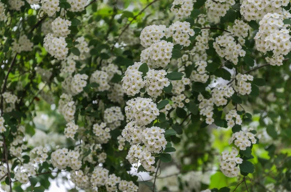 Θάμνος Ανθισμένα Λευκά Λουλούδια — Φωτογραφία Αρχείου