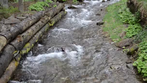 Cascades Van Zuivere Berg Rivier Onder Stenen — Stockvideo