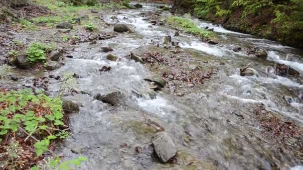 Cascades Van Zuivere Berg Rivier Onder Stenen — Stockvideo