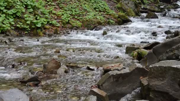 Cascades Van Zuivere Berg Rivier Onder Stenen — Stockvideo