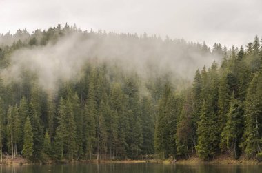 Karpatlar dağ gölü rezerv Synevyr, ağaçlarda bulutlar ile yağmurlu bir gün