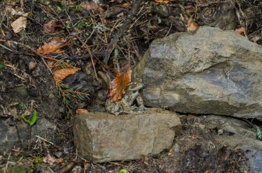 Büyük bir kurbağa bir yaprağı koruyan bir taşın üzerinde oturuyor.