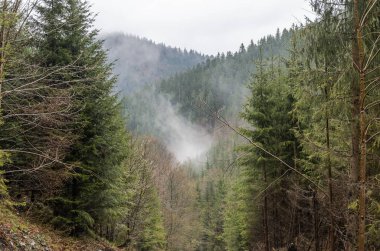 Yağmurdan sonra sisin içinde dağlarda orman