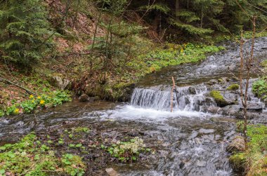 Taşlar arasında saf dağ nehri cascades
