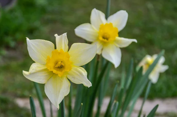 Flores Dos Narcisos Florecientes — Foto de Stock