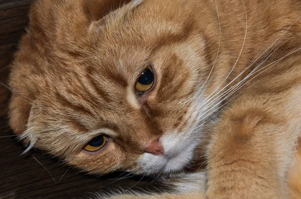 Молюск Червоний Таббі Кіт Вусами — стокове фото