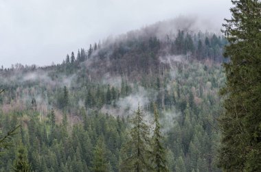 Yağmurdan sonra sisin içinde dağlarda orman