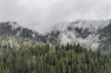 Yağmurdan sonra sisin içinde dağlarda orman