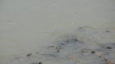 Göldeki küçük kaplumbağalar ekmekle besleniyor.