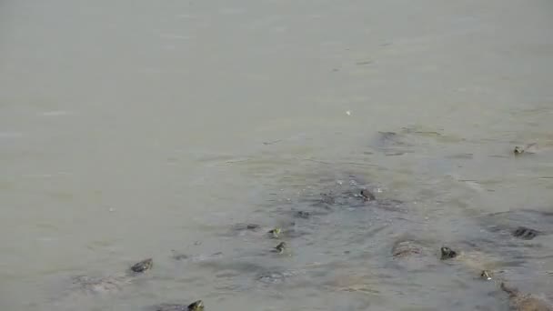 Маленьких Черепах Озере Кормят Хлебом — стоковое видео