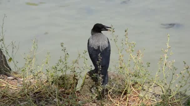 Cuervo Sienta Una Piedra Junto Lago Con Tortugas Sostiene Comida — Vídeos de Stock