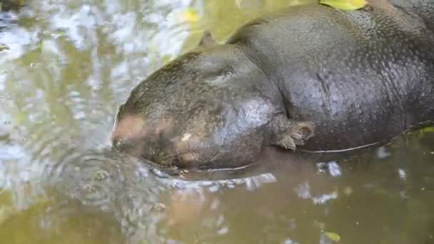 Little Hippopotamus Cub Dives Water — Stock Video