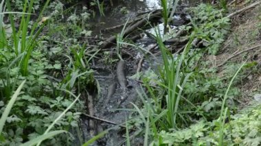 Çim ve ağaçlar arasında su ile dere kurutmak