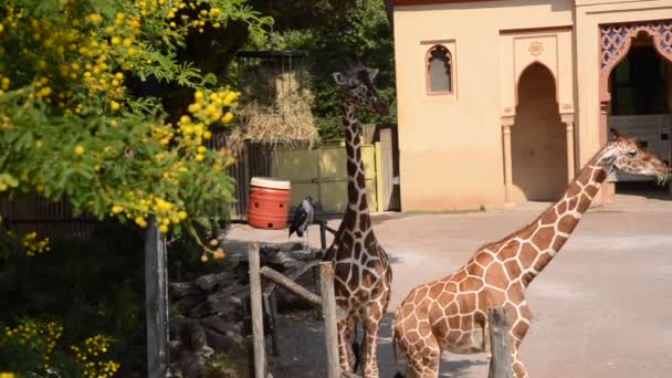 Roma Italy July 2019 Giraffes Eat Zoo Summer Sunny Day — Stock Video