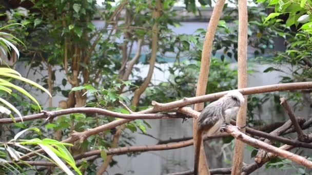 Roma Italia Julio 2019 Pequeños Monos Aviario Del Zoológico — Vídeo de stock