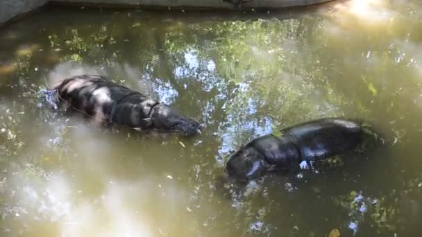 Twee Kleine Nijlpaard Cub Duiken Het Water — Stockvideo