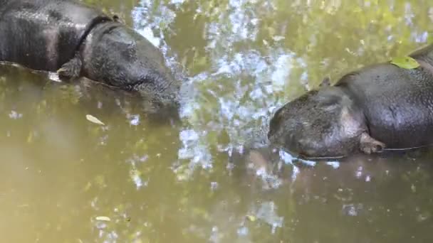 2匹の小さなカバのカブが水中でダイビング — ストック動画