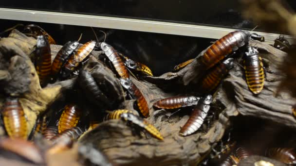 Bir Ağaçüzerinde Büyük Hamamböcekleri Bir Aile — Stok video
