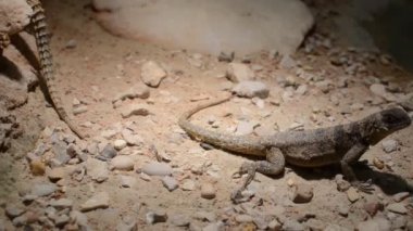 Taşların arasında kumüzerinde büyük çöl kertenkelesi