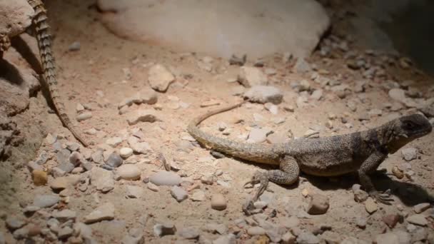 石の間の砂の上に大きな砂漠のトカゲ — ストック動画