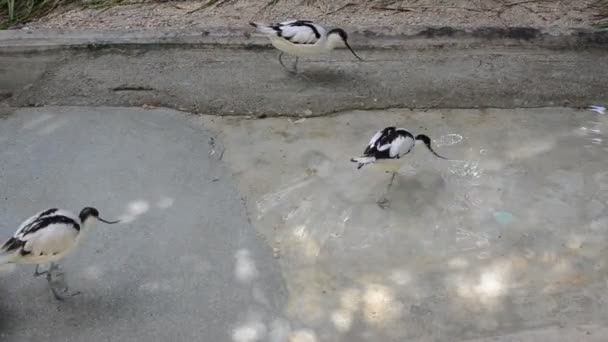 Pied Skärfläcka Fåglar Promenad Nära Vattnet — Stockvideo