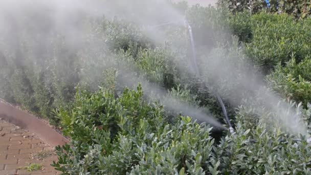 Drenken Planten Met Mist Irrigatiesysteem — Stockvideo