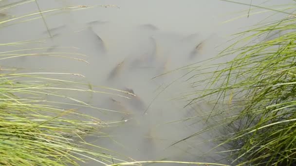 Große Karpfen See — Stockvideo