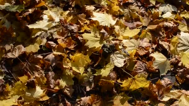 Hojas Arce Amarillo Otoño Día Soleado — Vídeo de stock