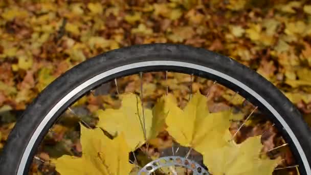Велосипедное Колесо Желтыми Листьями Клена Осенью Солнечный День — стоковое видео