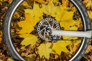 Sonbahar güneşli bir günde sarı akçaağaç yapraklı bisiklet tekerleği