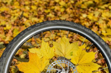 Sonbahar güneşli bir günde sarı akçaağaç yapraklı bisiklet tekerleği