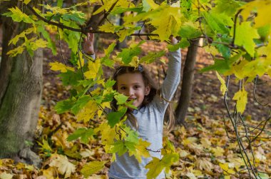 Küçük sevimli kız sonbahar parkında düşmüş sarı akçaağaç yaprakları kusar.