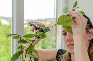 Genç kadın makas limonlu ev bitkisi kesti.