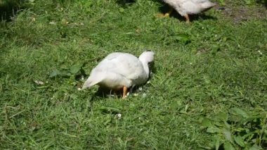 Ördekler ev çiftliğinde dolaşır.