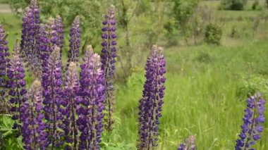Lupine kır çiçekleri rüzgarda sallanıyor