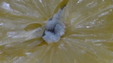 Dilimlenmiş limonun ortasında küf, makro shot.