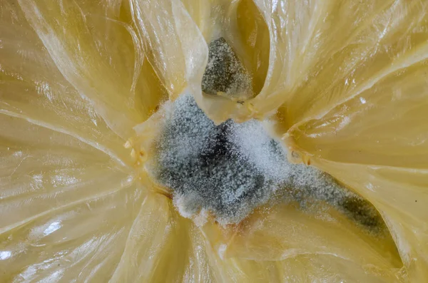 スライスしたレモンの中心にある型 マクロショット — ストック写真
