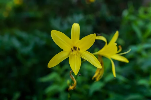 Blühende Gelbe Blume Auf Deren Blütenblatt Eine Mücke Sitzt — Stockfoto