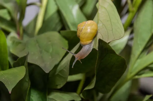 Petit Escargot Rampant Sur Une Feuille — Photo