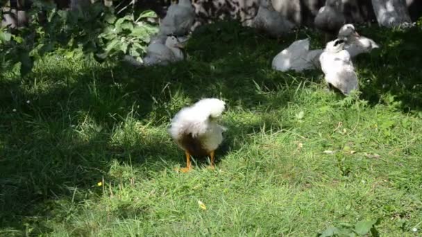 Anatre Piedi Intorno Una Fattoria Casa — Video Stock