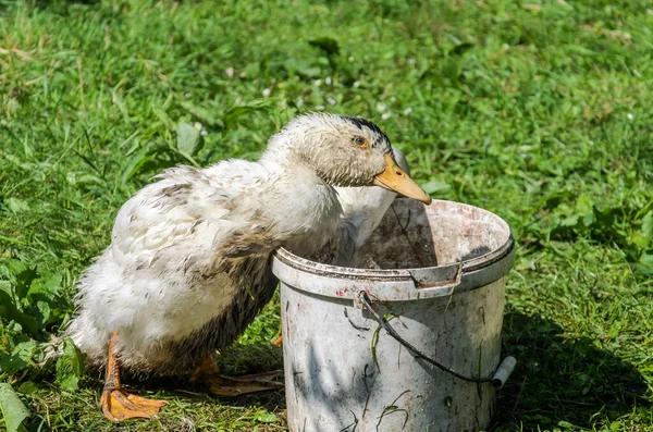 Patos Andam Torno Uma Fazenda Casa — Fotografia de Stock