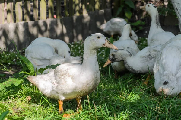 Patos Andam Torno Uma Fazenda Casa — Fotografia de Stock