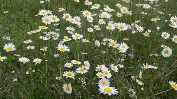 Daisy Květiny Kolébají Větru Sedmikráskovém Poli — Stock video