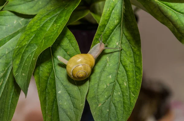 Caracol Pequeno Arrasta Uma Folha — Fotografia de Stock