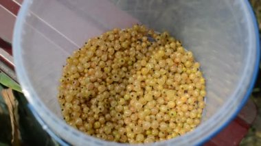 Bir kovada frenk üzümü hasat ediyorum.